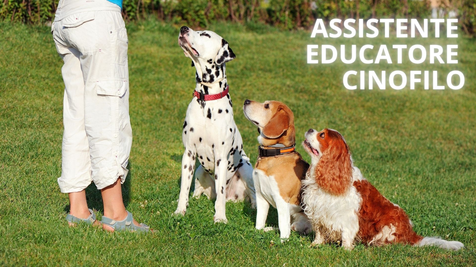 Assistente Educatore Cinofilo – Teoria